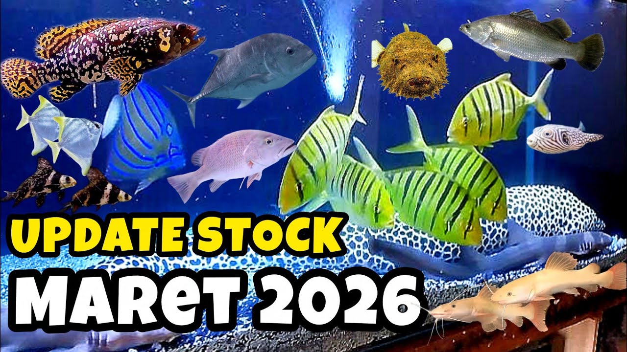 Update Stock Ikan Predator Brackish dan Air Tawar Terbaru MARET 2026 - Warunk Aquarium Official