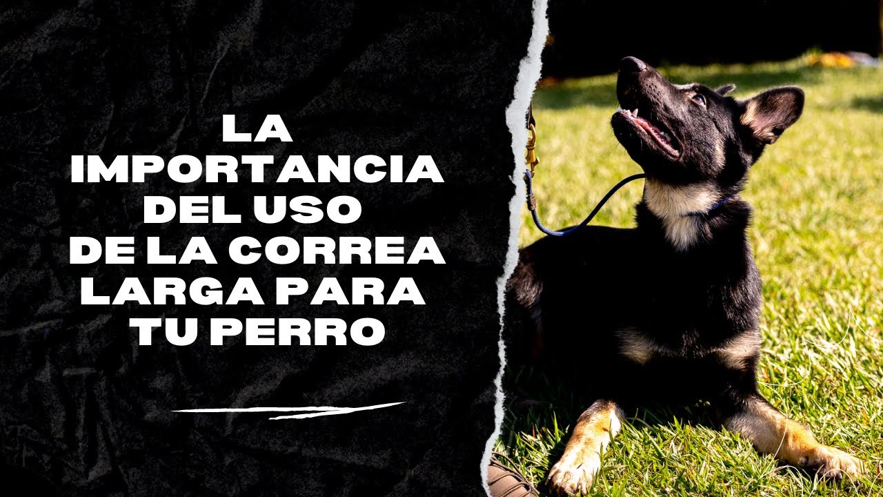 Importancia de la correa larga