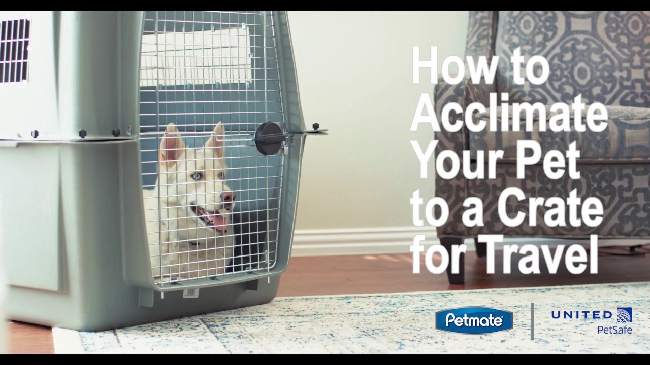 How to Acclimate Your Pet to a Crate for Travel