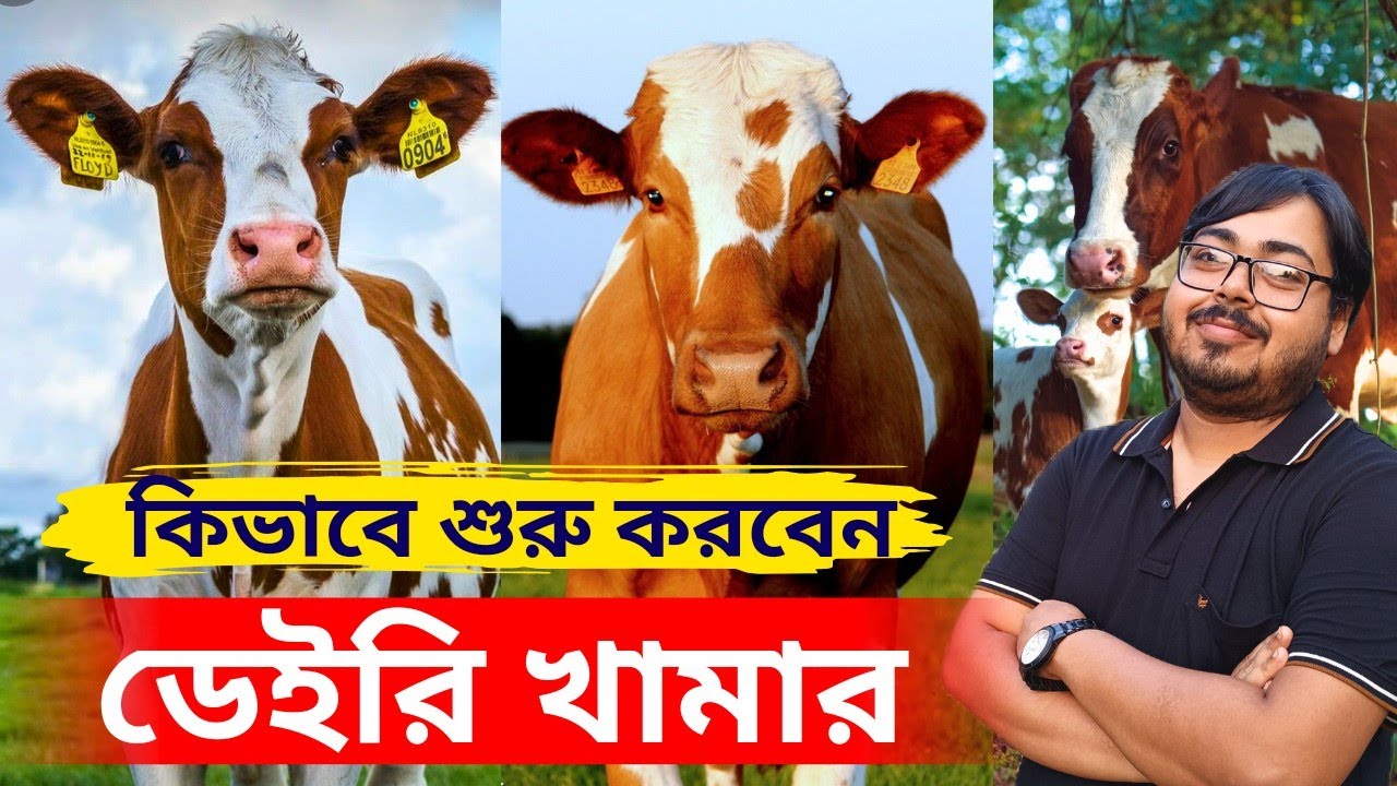কিভাবে শুরু করবেন একটি সুন্দর গরুর খামার? সঠিক তথ্য না জানলে পড়তে পারেন বিপদে।