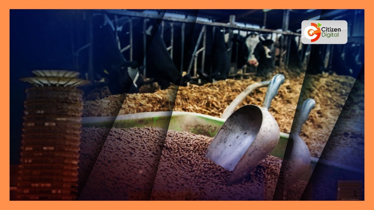 Government launches livestock feed support for drought-hit Mandera County