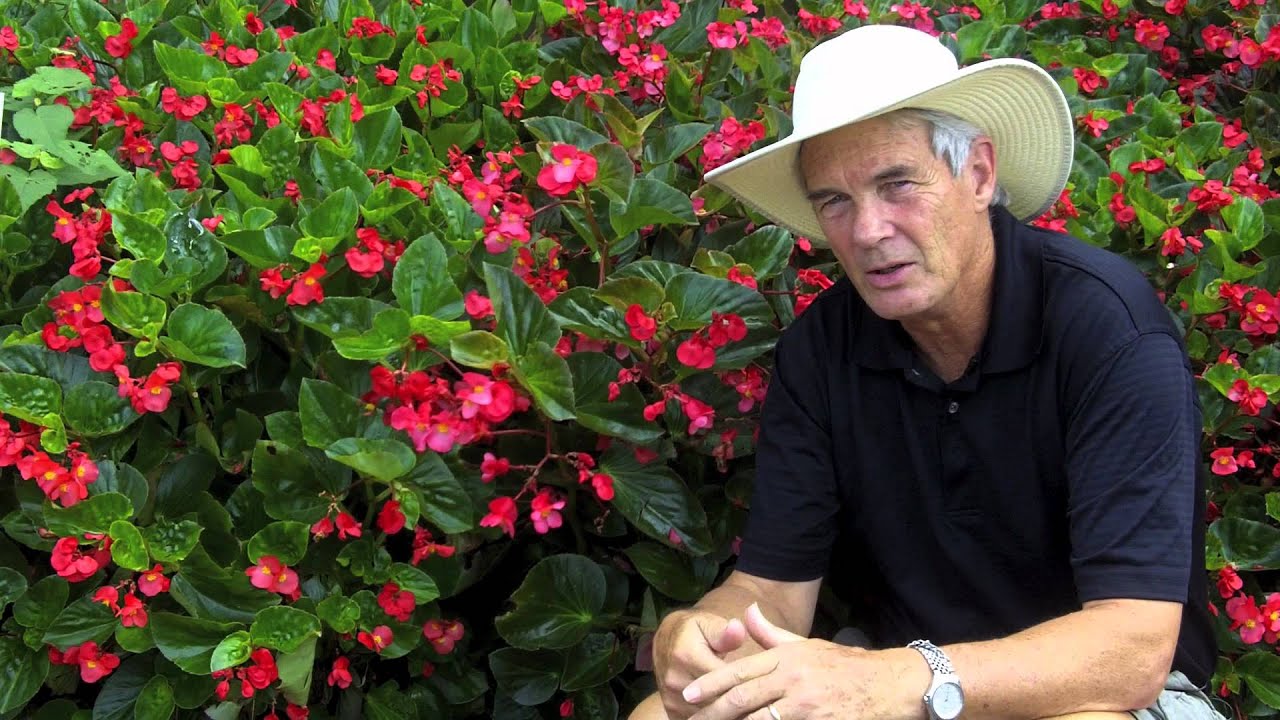 Dr. A on Plants from Ball Horticulture