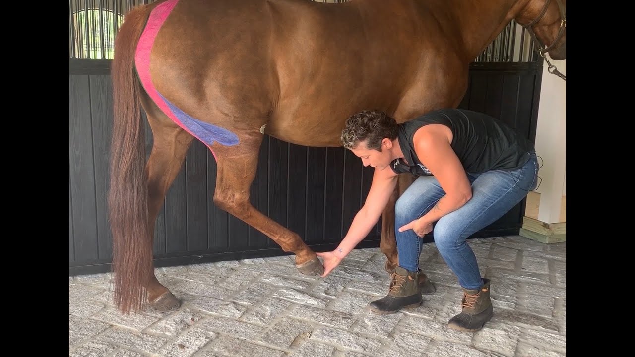 Horse stretches: Hamstring Stretches for the equine athlete. Dysfunction & How to fix