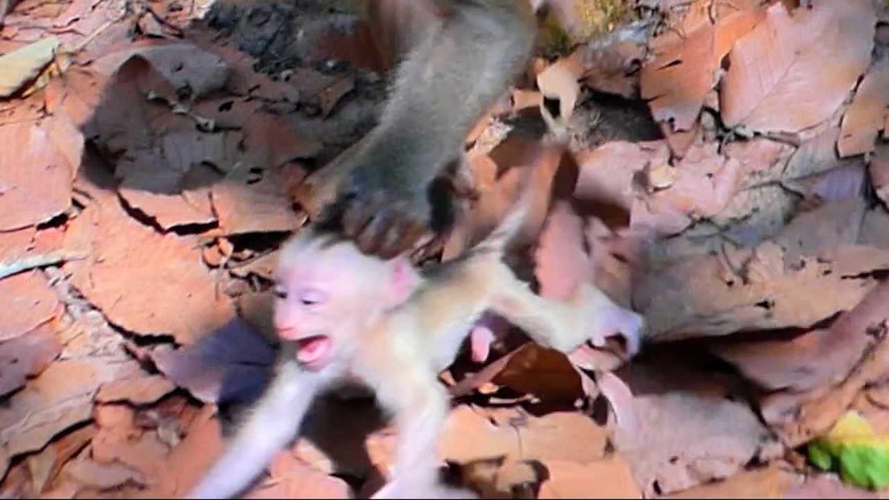 Recycle of Discipline Rule of Wild mom Monkey Call LIbby to Her Baby Levy ! 001