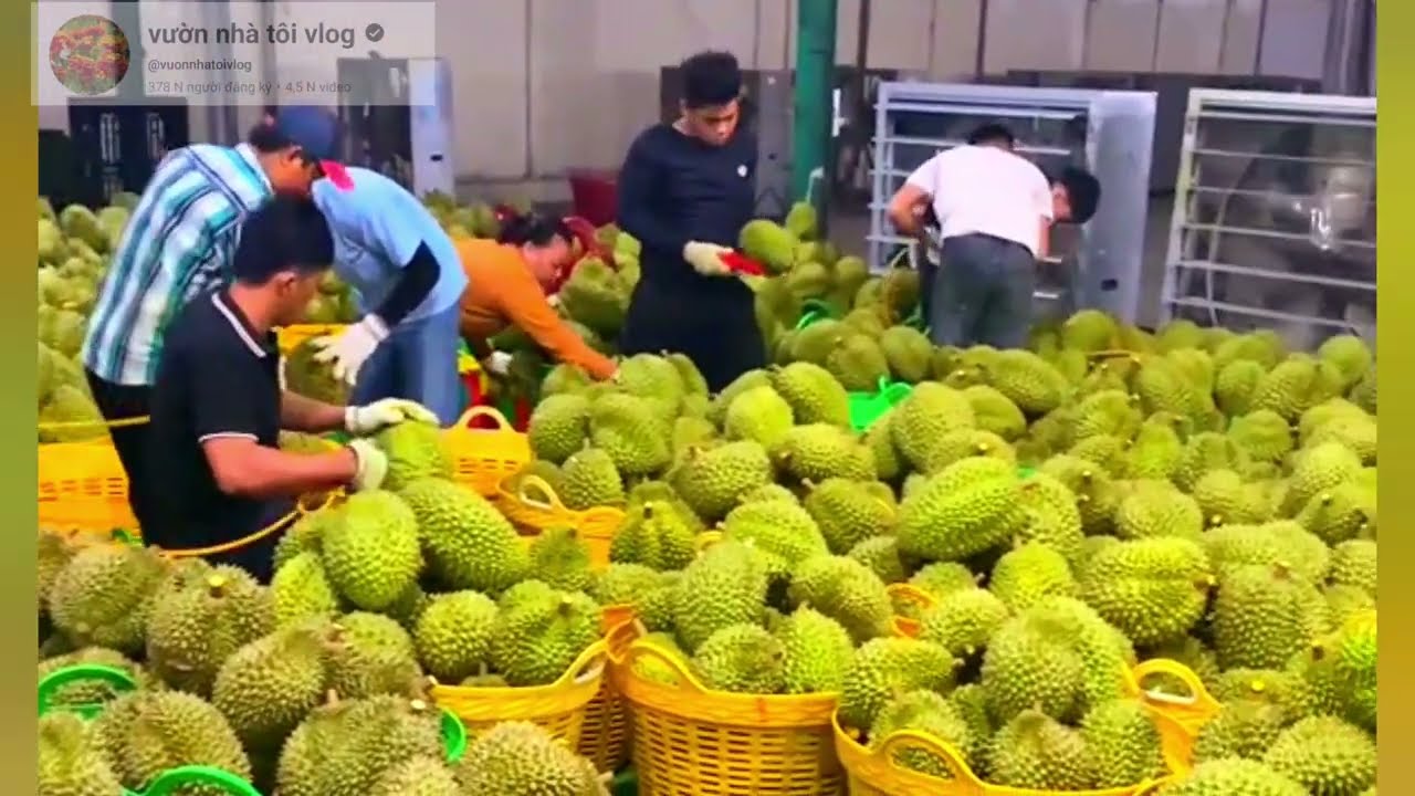gi&aacute; sầu ri&ecirc;ng h&ocirc;m nay 10/3/2026 thị trường sầu ri&ecirc;ng miền t&acirc;y 