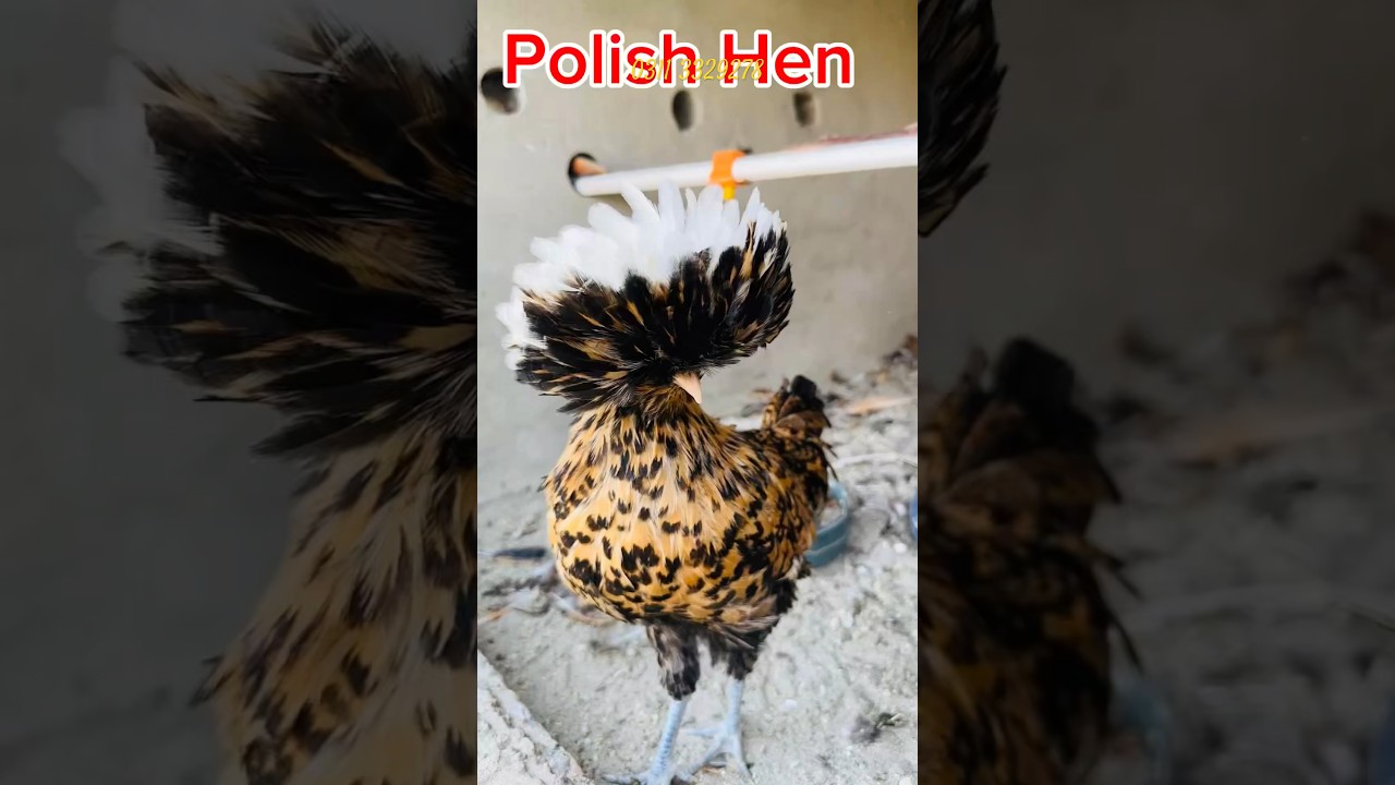 PetVlog#vlog #manivlog #petsvloging #fancyhensfarm #Petmanivlog #chicken