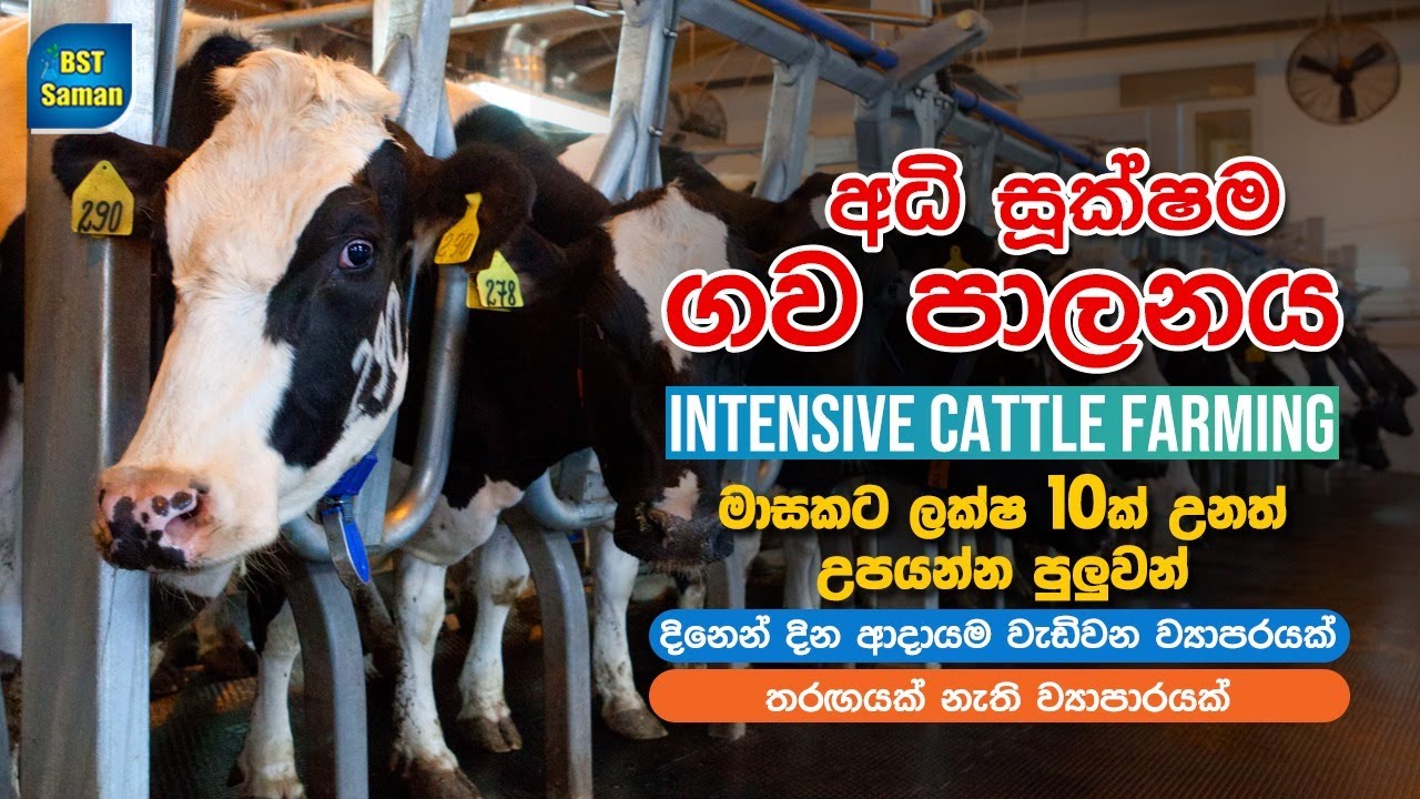 සුපිරි ගොවිපල,Cattle rearing method,Intensive Farming ,Cattle Farm,BST Saman,