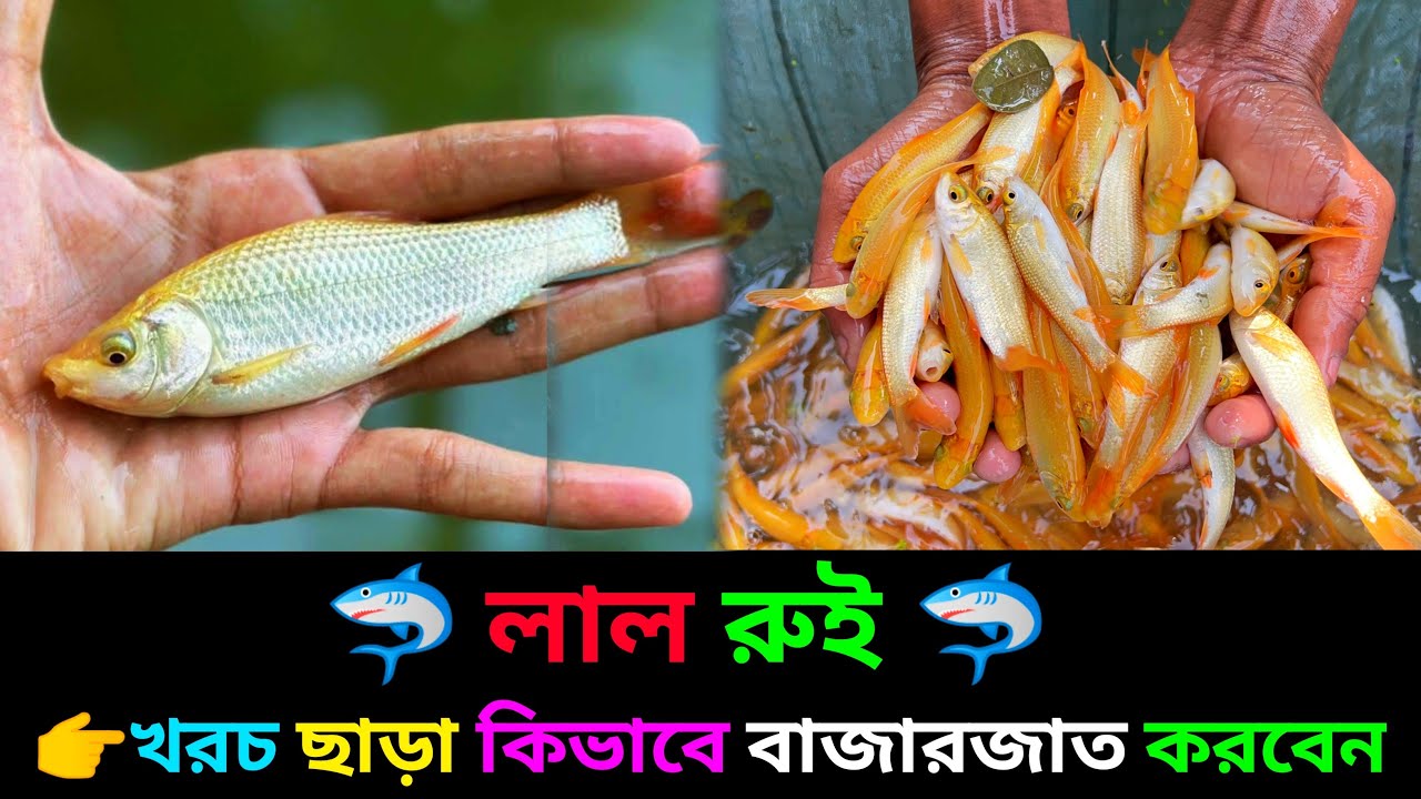 সঠিক নিয়মে লাল রুই চাষ করুন 01712791957
