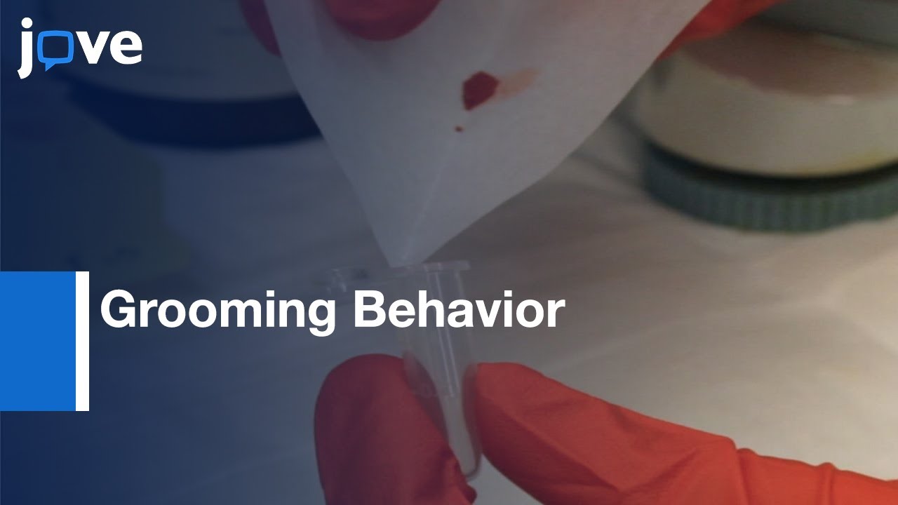Quantification of Grooming Behavior | Protocol Preview
