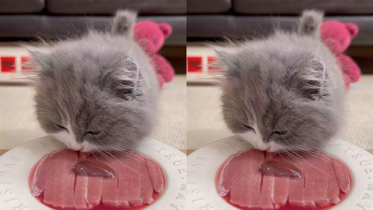 Time for Nyan to eat! #cat #cat #Meowians #CatOwner #CatFoodie