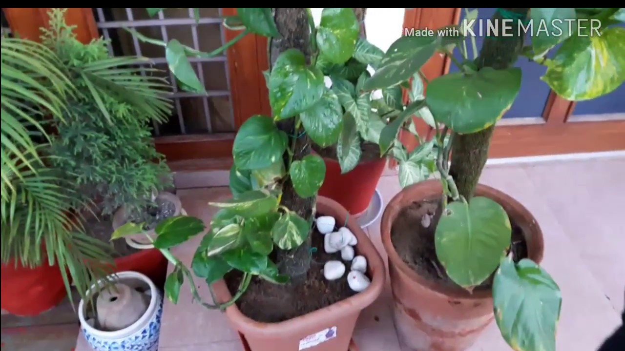 How to grow and care Money Plant || Fun Gardening