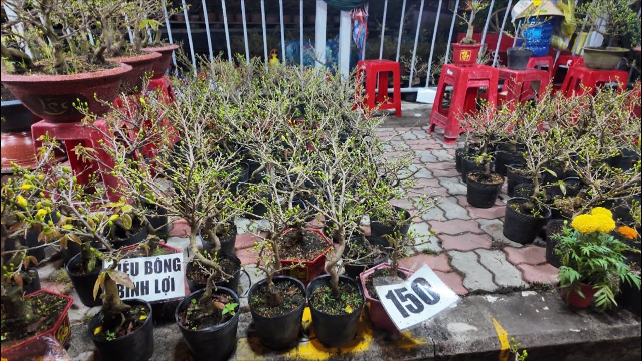 Bến bình đông”mai bình lợi”100k đến 150k cây bông nhiều đẹp rẻ giá bình dân