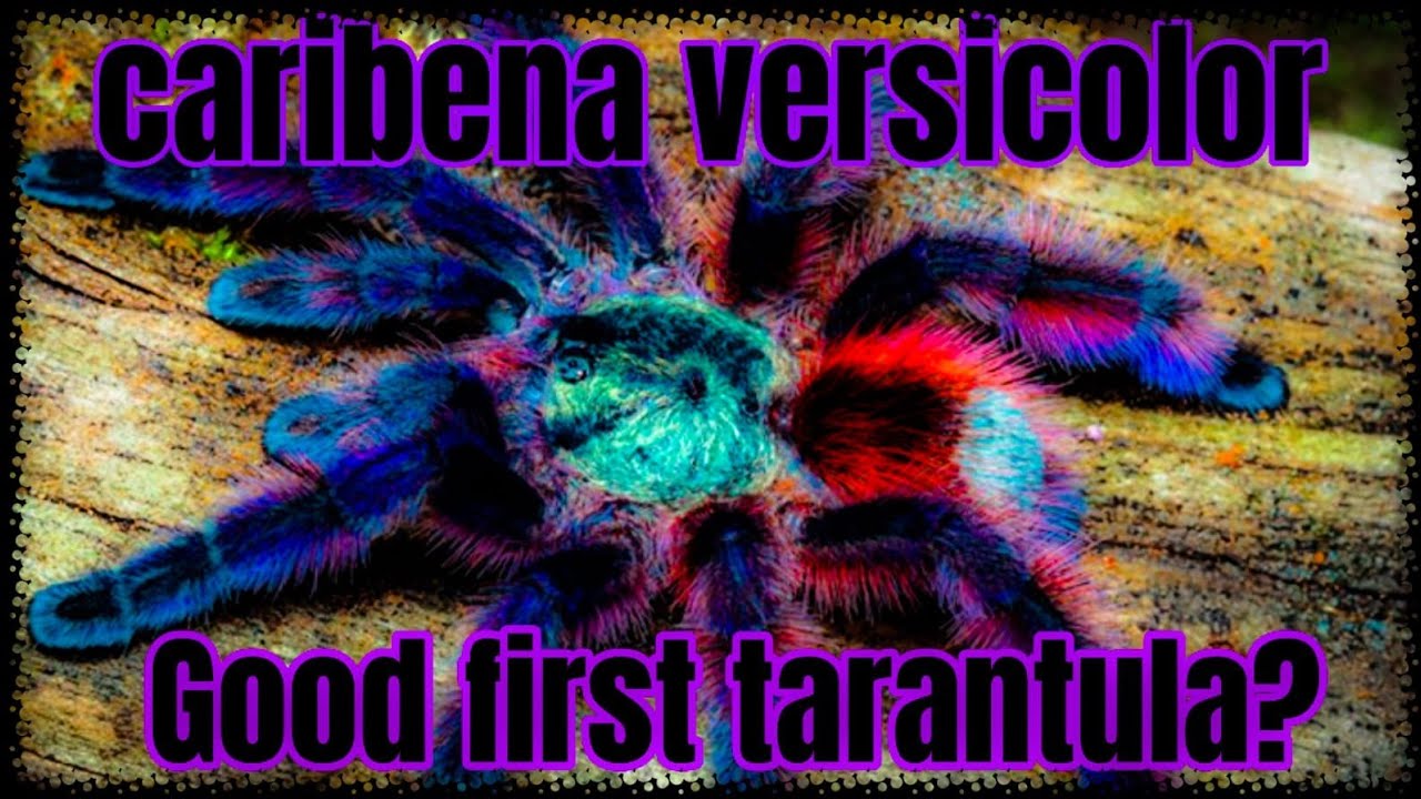 Caribena Versicolor- The Martinique Pink Toe, care & husbandry for beginners