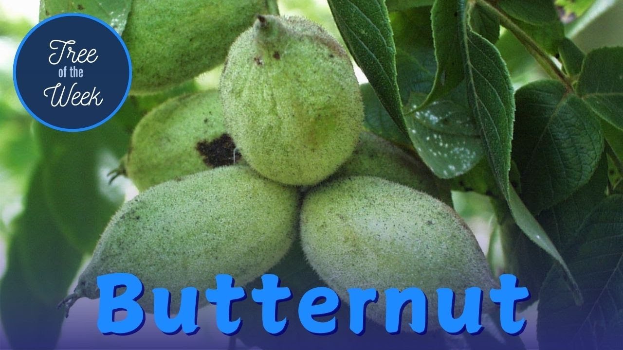 Tree of the Week: Butternut