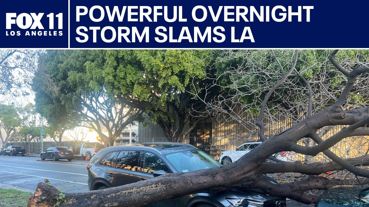 Winter storm downs trees across SoCal