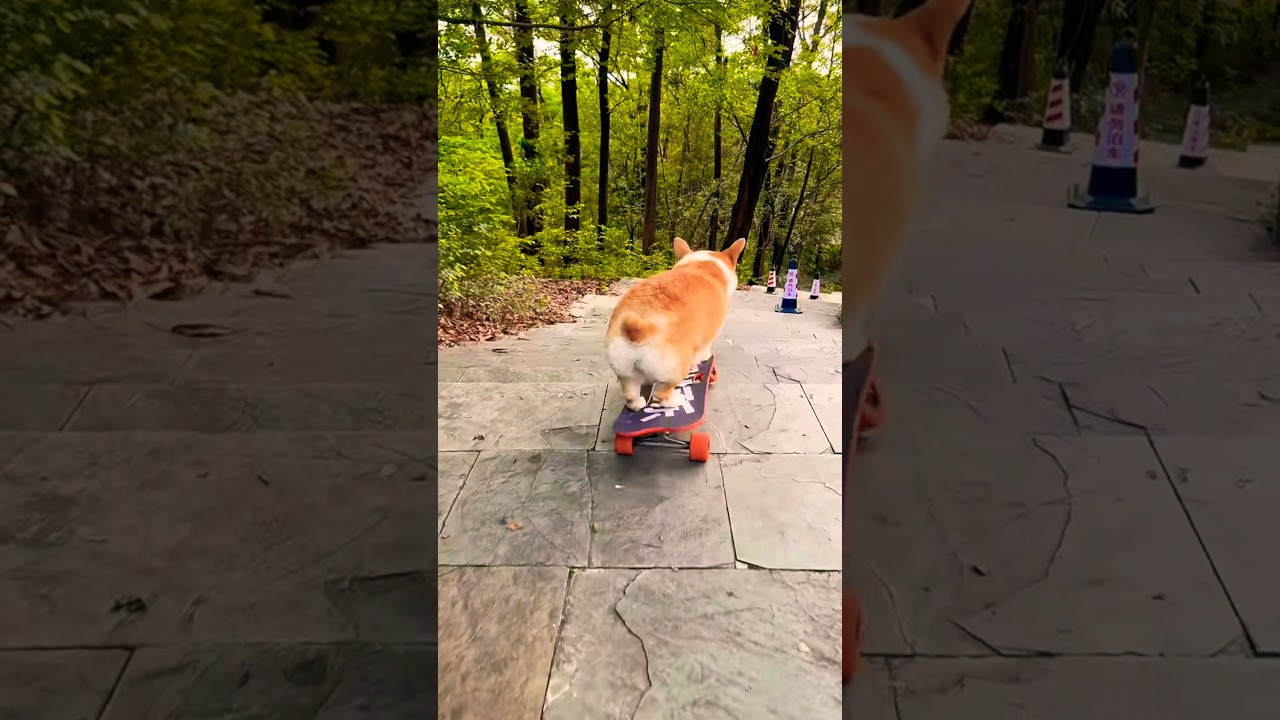 #petsshorts
