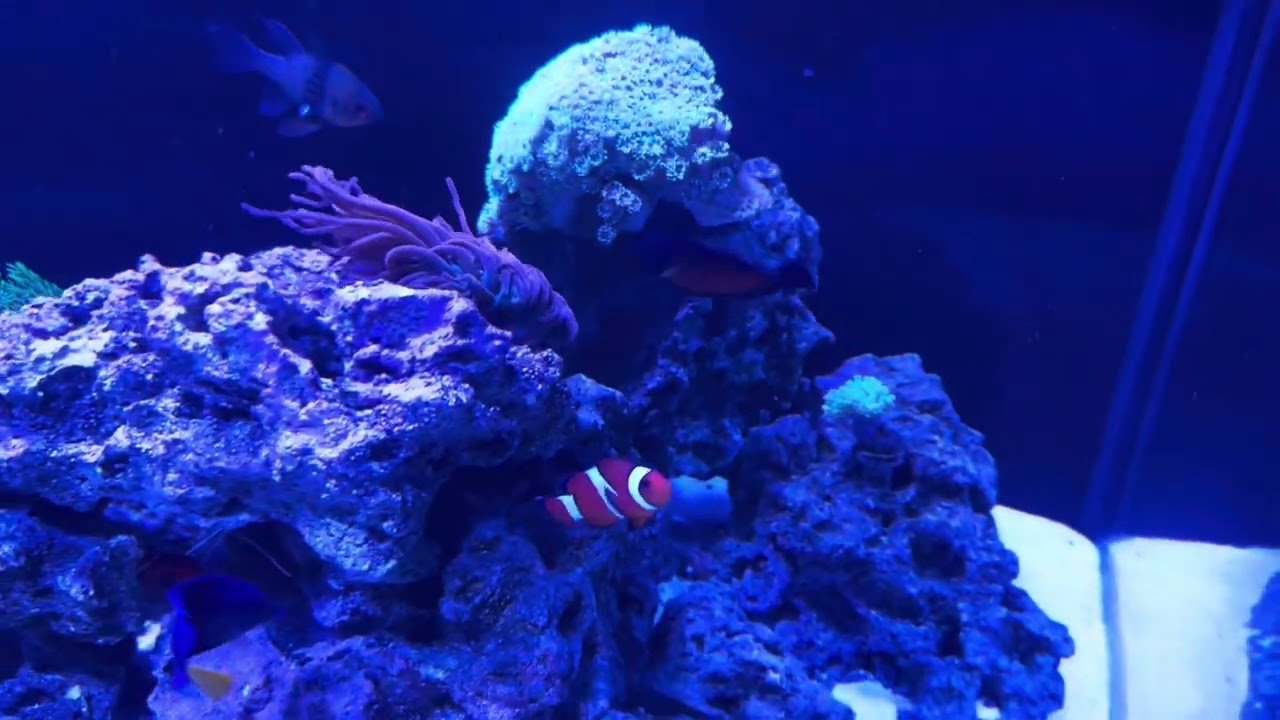 Jbj 65 gallon setup and review
