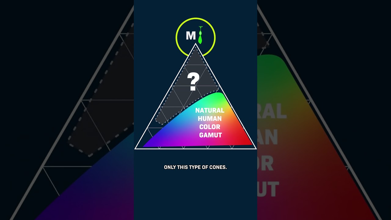 5 People Just Saw A New Color. How?