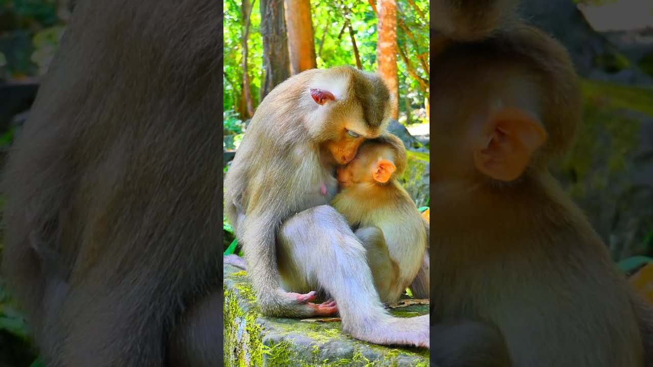 “Mama’s arms hold more than a baby — they hold comfort, courage, and a future filled with love 🐒🤱💛🌱.