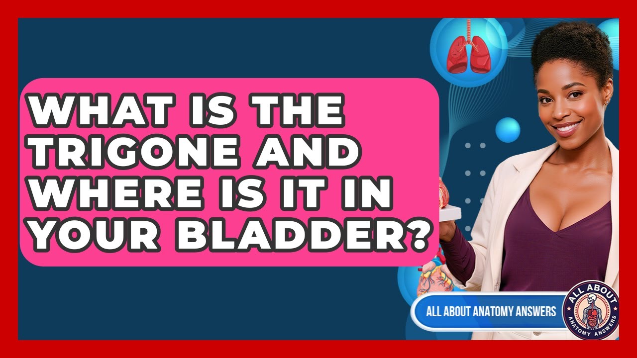 What Is The Trigone And Where Is It In Your Bladder? - All About Anatomy Answers