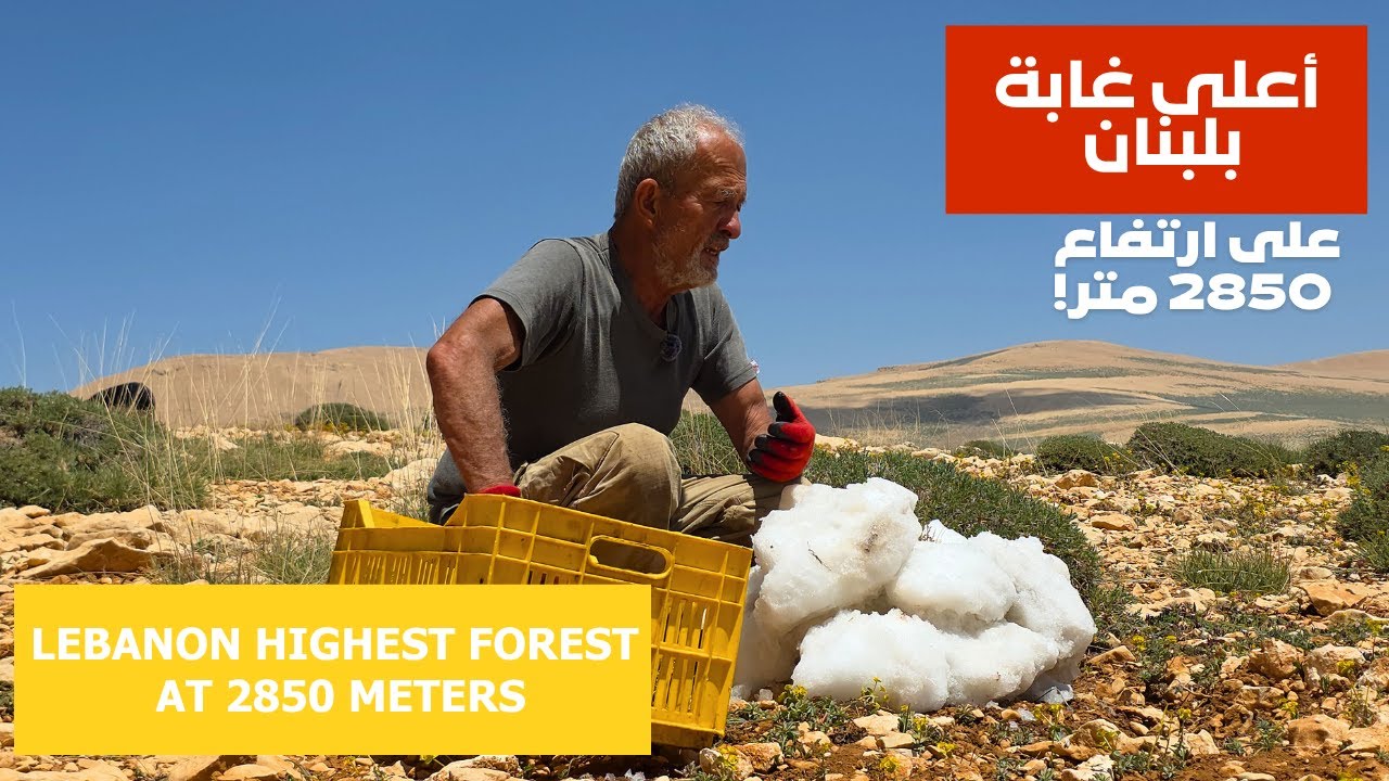 أعلى غابة بلبنان على ارتفاع 2850 متر!  The Highest Forest in Lebanon — 2850m Altitude!
