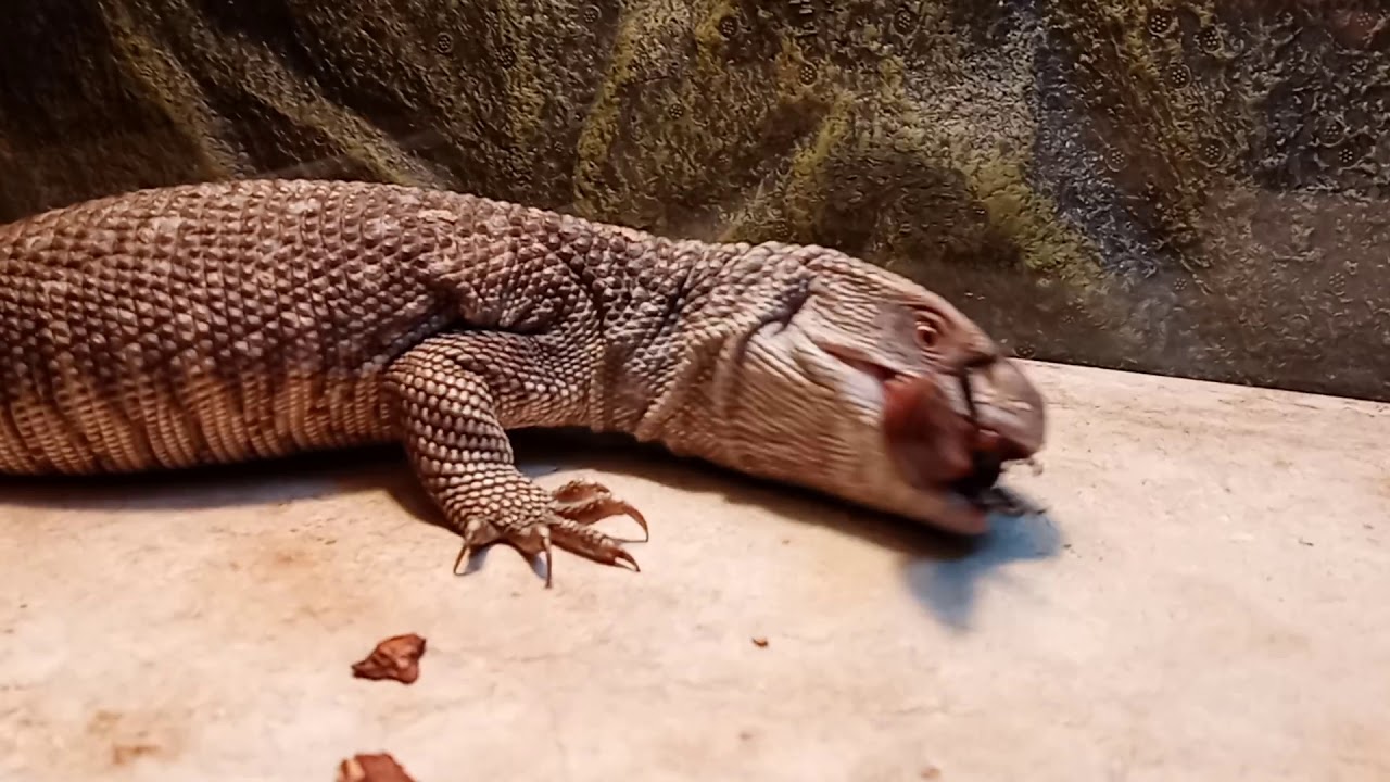 Savannah Monitor vs. Giant Hissing Roach