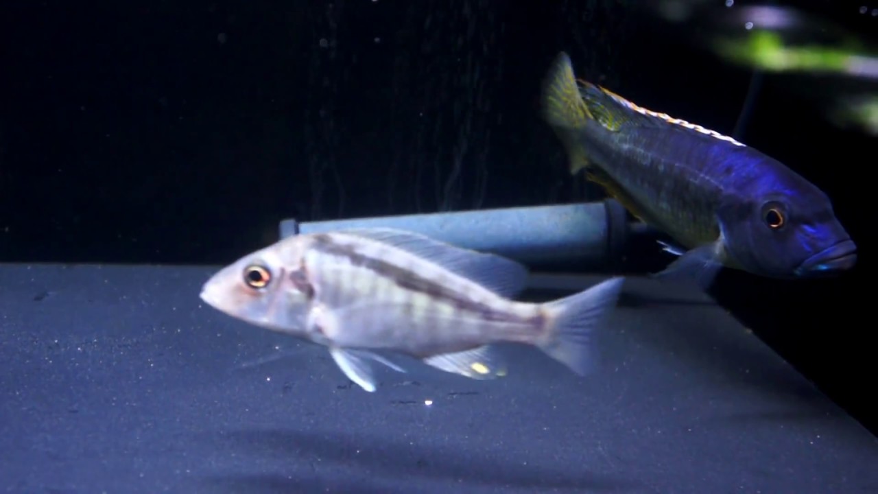 Taeniochromis holotaenia　Taeniolethrinops laticeps