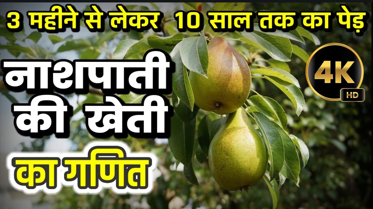 5 साल में 6 लाख/एकड़ और 10 साल में 18 लाख/एकड़ की आमदनी नाशपाती के खेत से @sabalkisan5295
