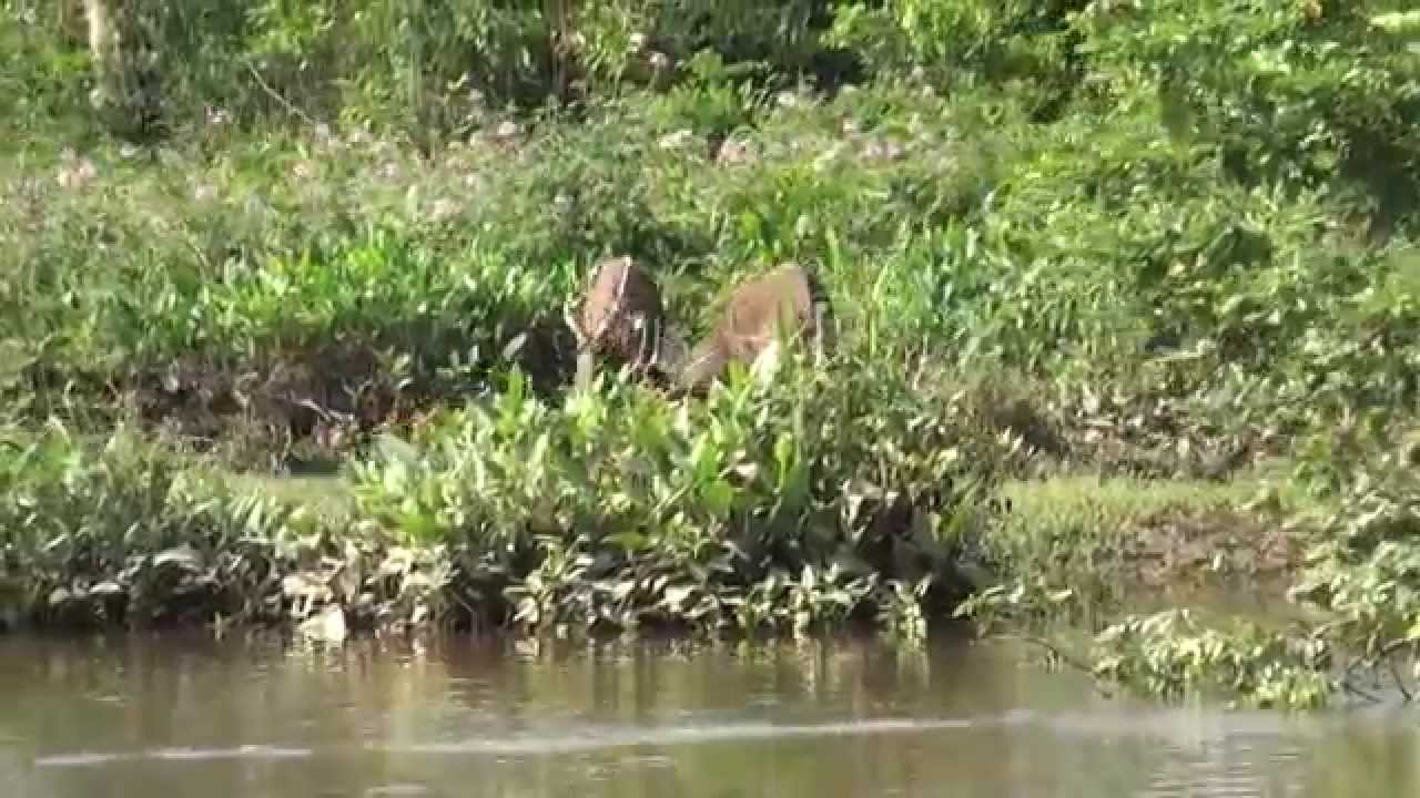 Sitatunga