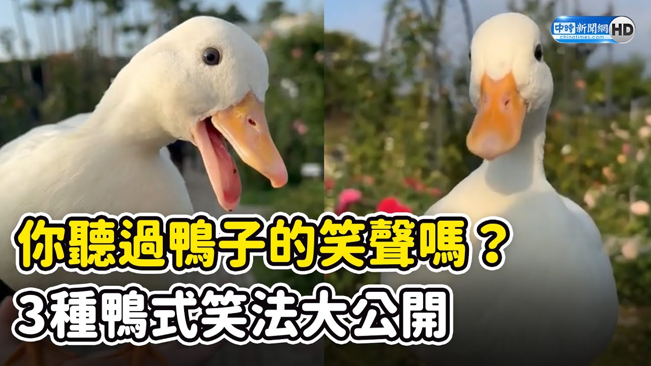 你聽過鴨子的笑聲嗎？3種「鴨式笑法」大公開