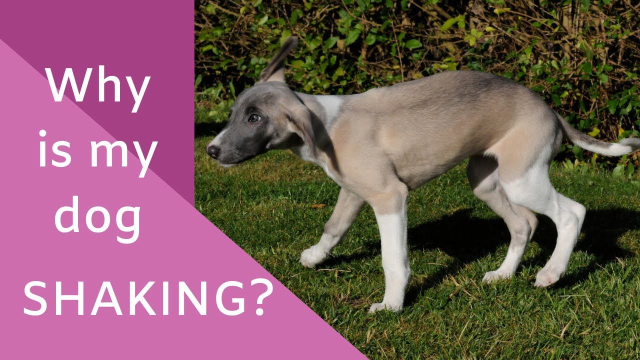 Why is my dog shaking?