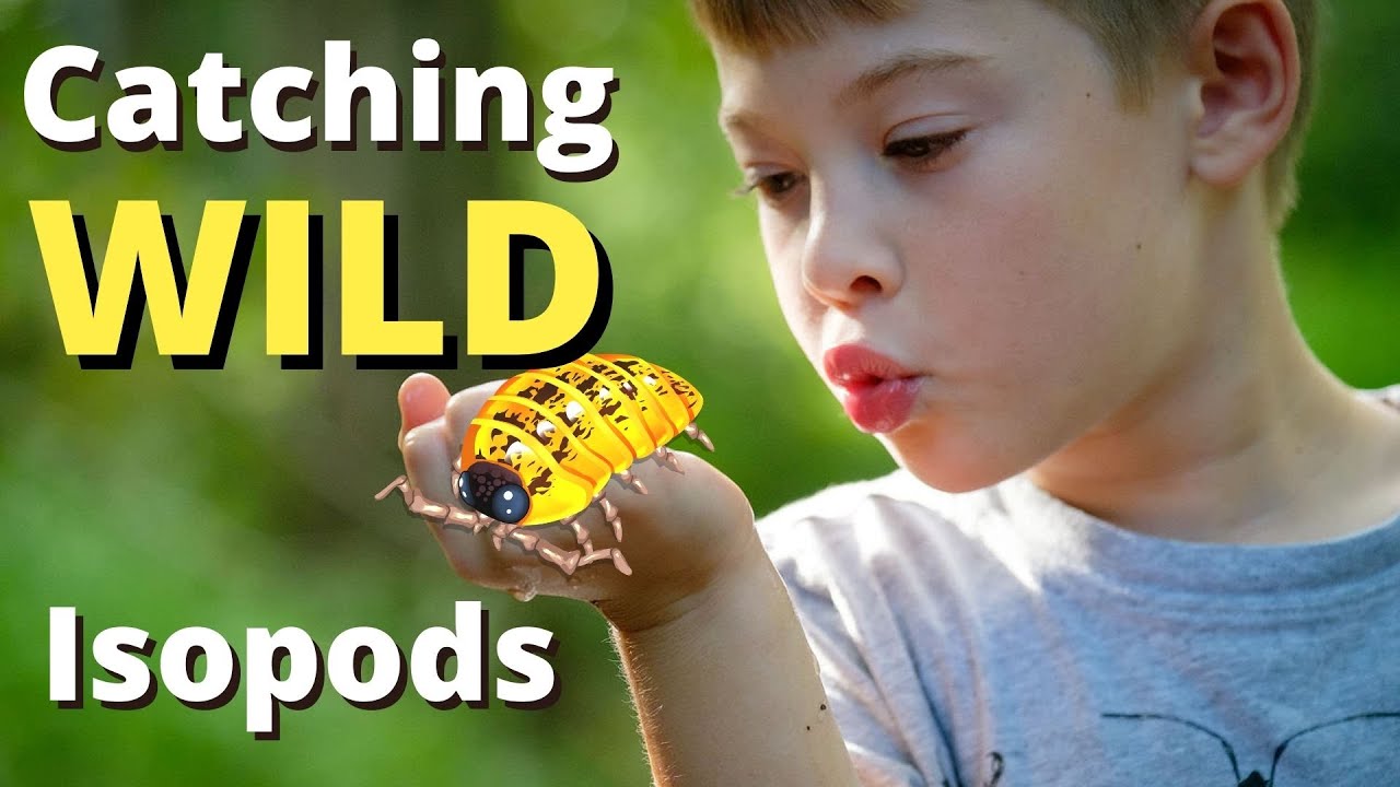 Collecting Wild Isopods - The IsoPOD VLOG- Episode 7