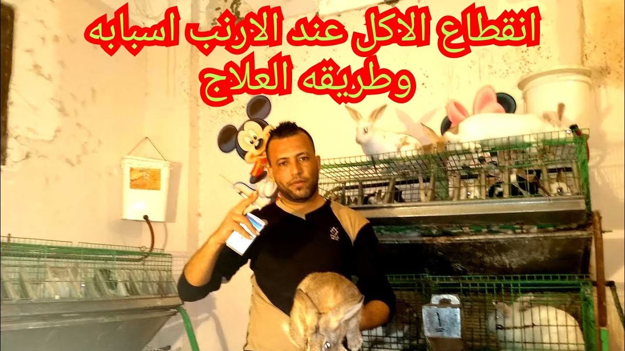 انسداد الشهيه عند الارنب وقطع الاكل اسبابه وطريقه العلاج