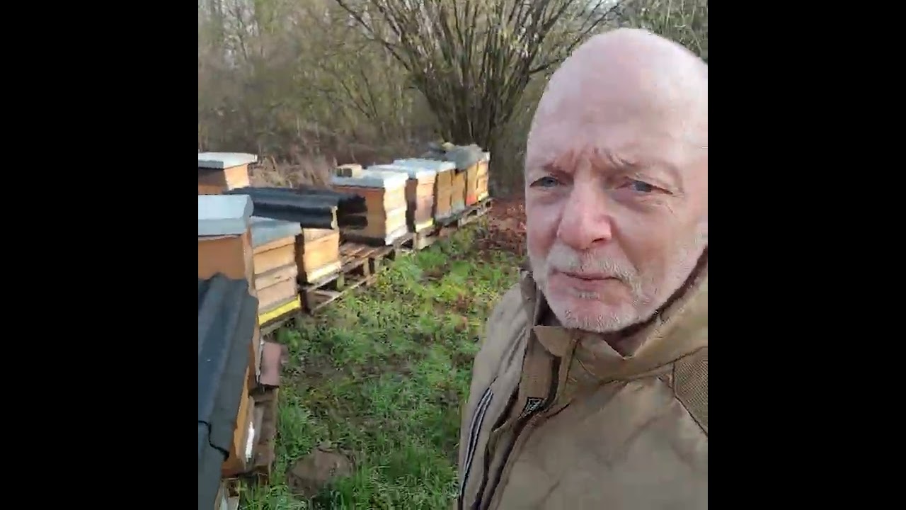 31 01 Haselpollen am Bienenstand#imkerei #honig #bienen #natur #imkerei wabengold