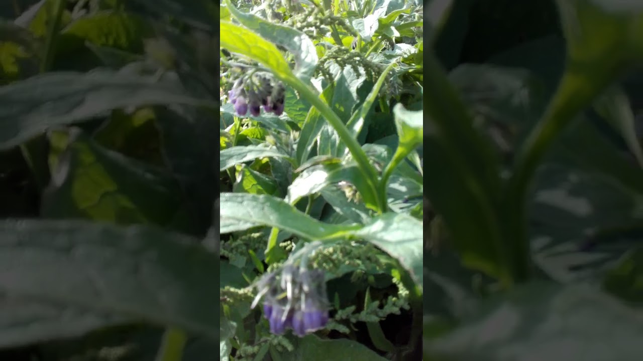 Beinwell am Wegesrand (Elsaß)👍🌸🌿//  Consoude au bord du chemin (Bas-Rhin)