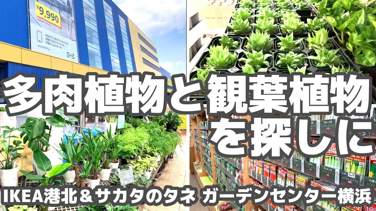 【観葉植物】おしゃれでコスパ抜群なIKEAで多肉を買い、アクセス良好なサカタのタネへ【横浜園芸店巡り】