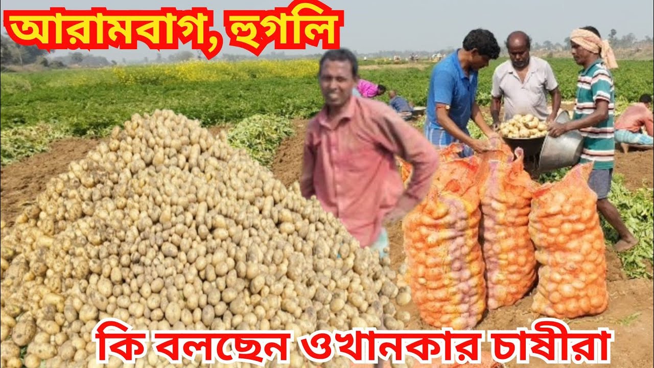 জমি থেকে নতুন আলু উঠছে | এই বছর ফলন কেমন? দাম কত যাচ্ছে? কী বলছেন হুগলি জেলার আলু চাষীরা ?