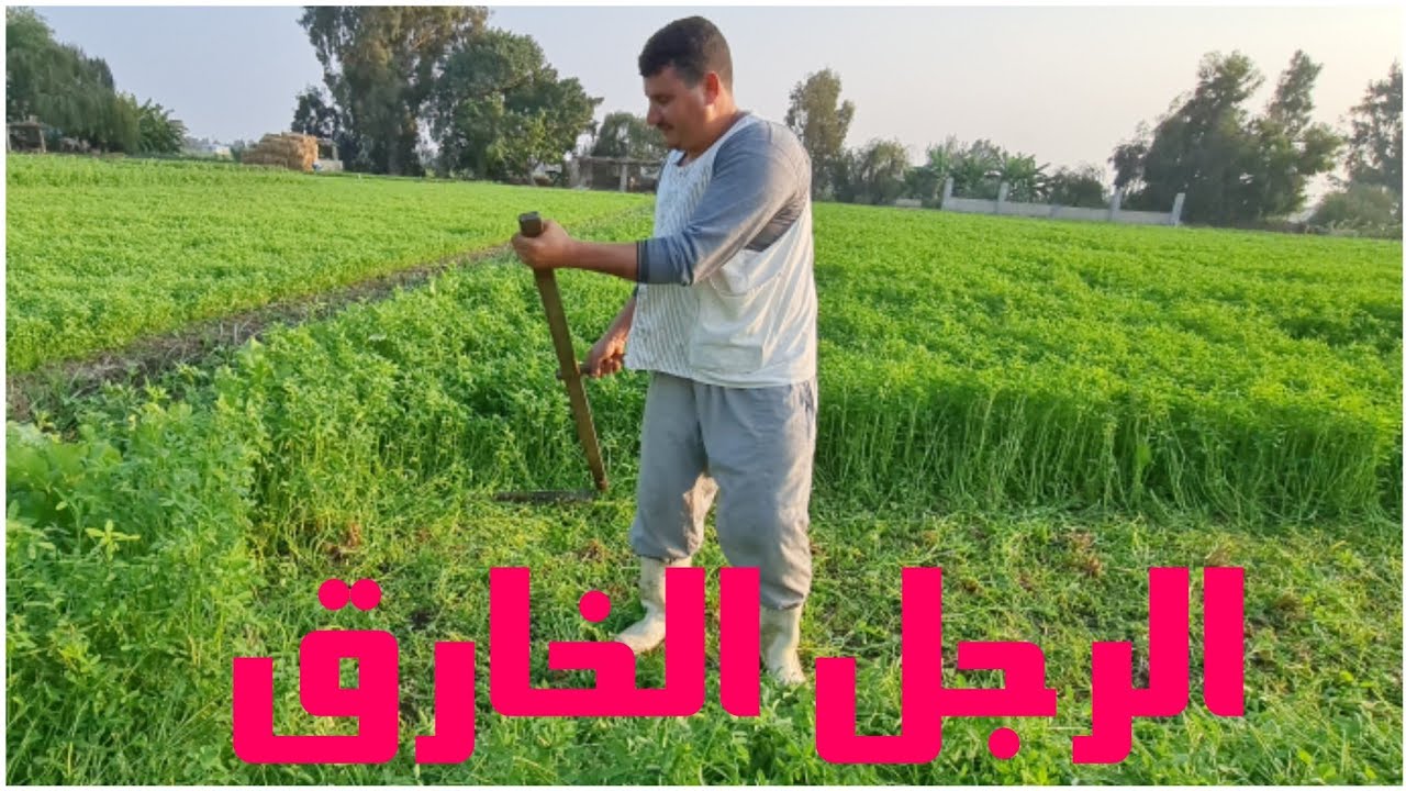 الرجل الخارق يحش فدان برسيم بسيف في يوم بمفرده🤔🤔🤔