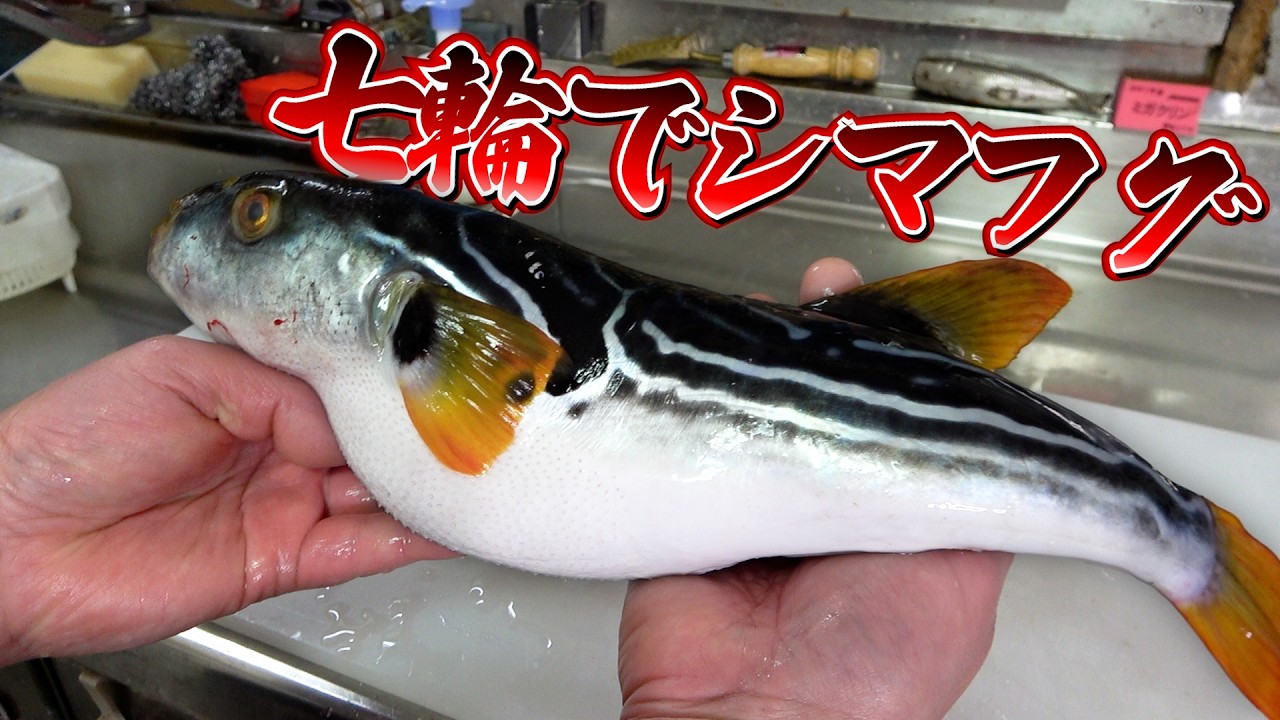 【誕生日！】シマフグで作る鍋、タタキ、塩焼きが絶品だった