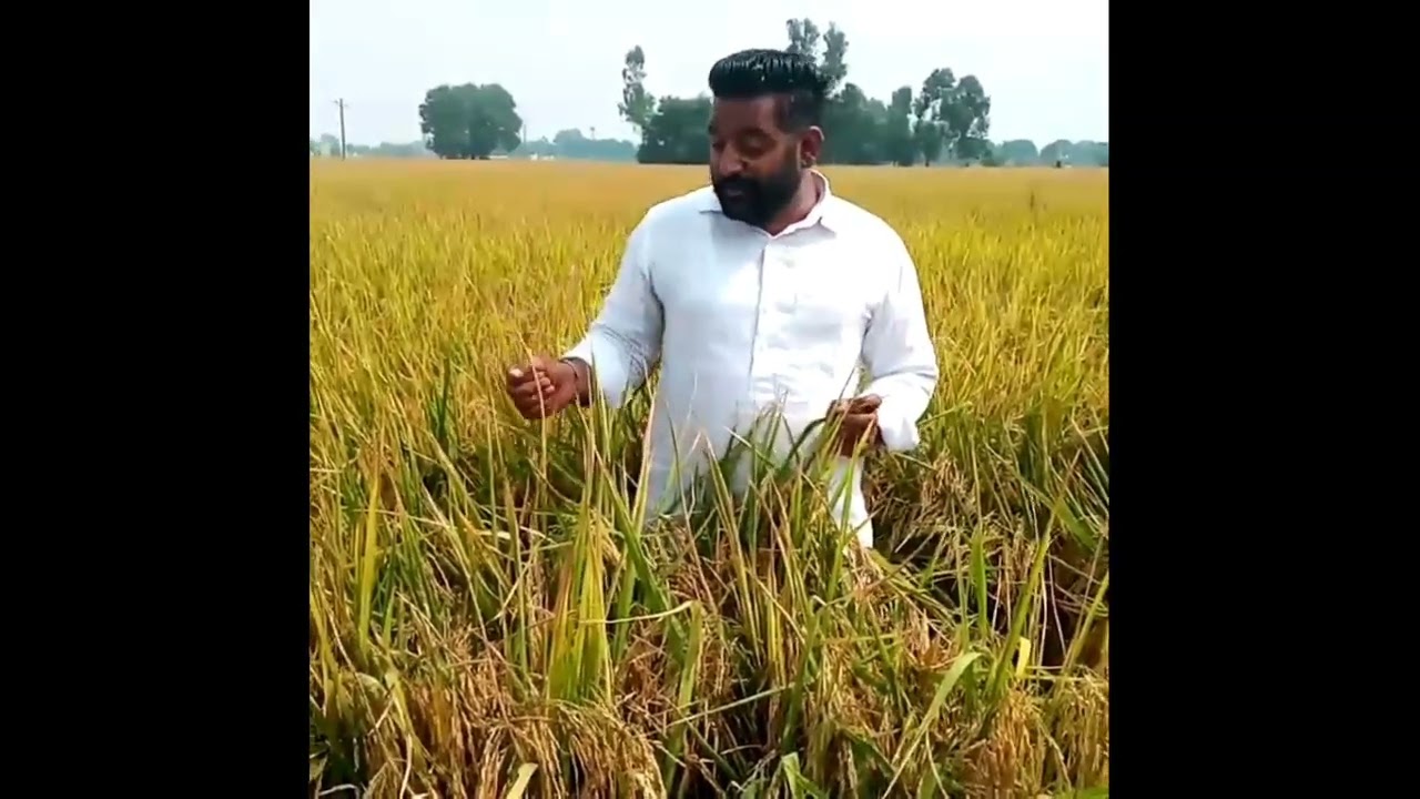 PR-114 Paddy Seed | Shakti Vardhak Hybrid Seed Hisar | #pr114 #pb1121