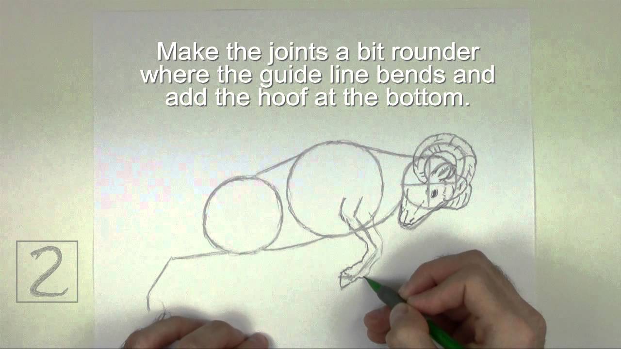 How to Draw a Bighorn Ram