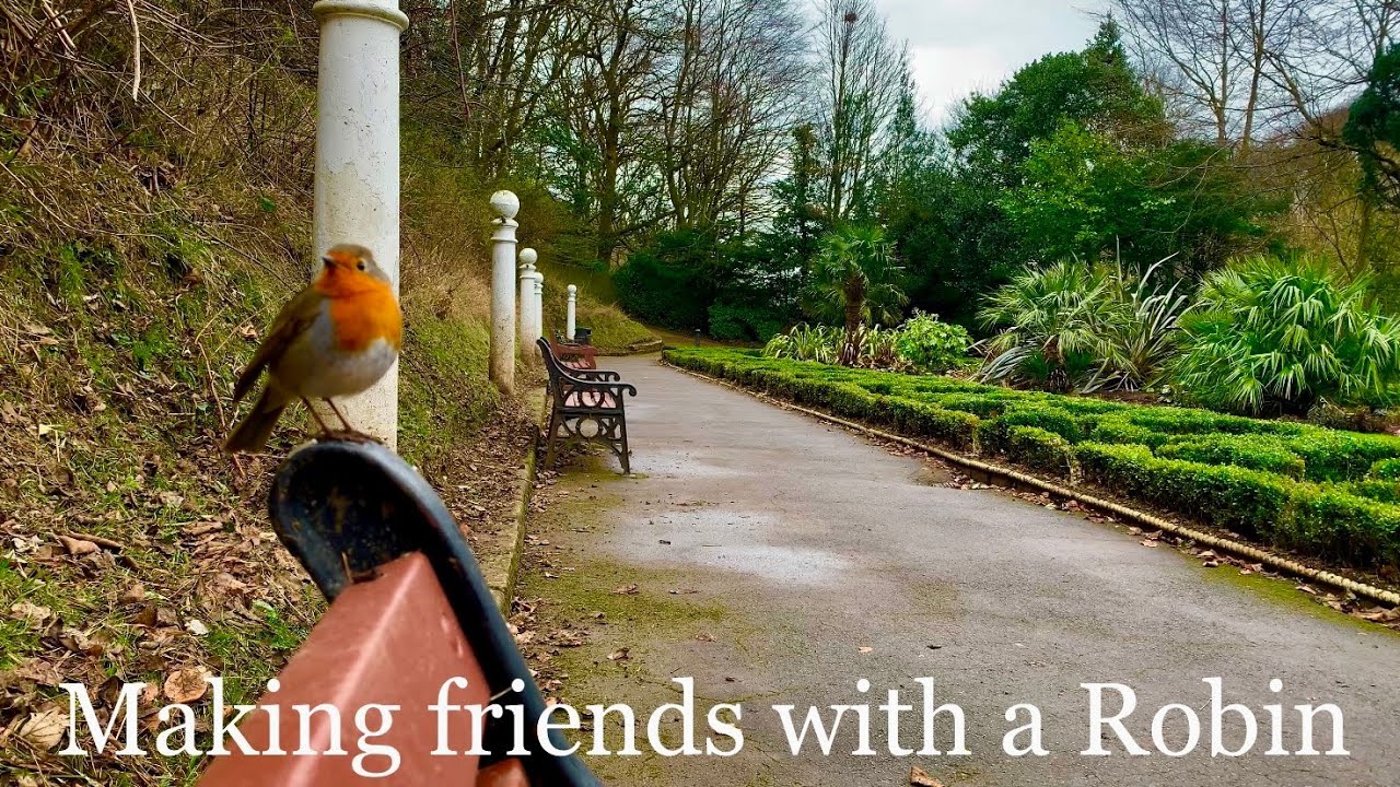 Making friends with a Robin Red Breast amazing bird interaction uk wildlife