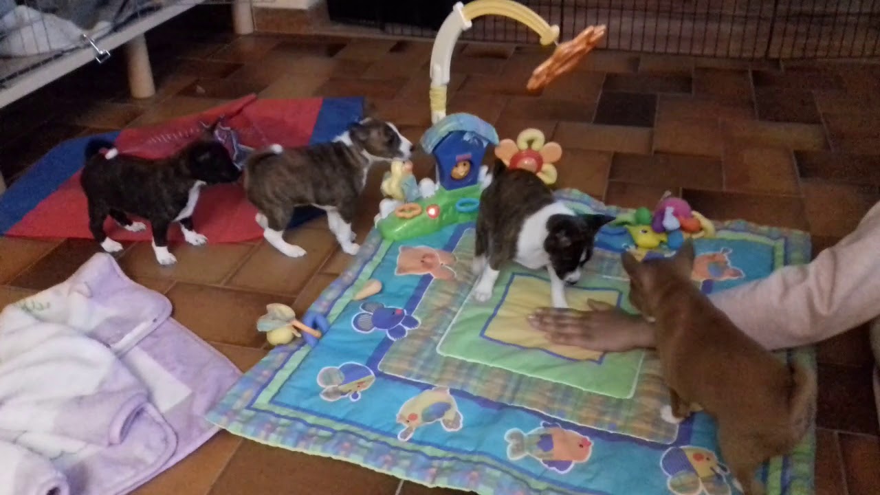 Basenji Puppies from Noowa & Marvel and Madja & Oxley 1.1.2021