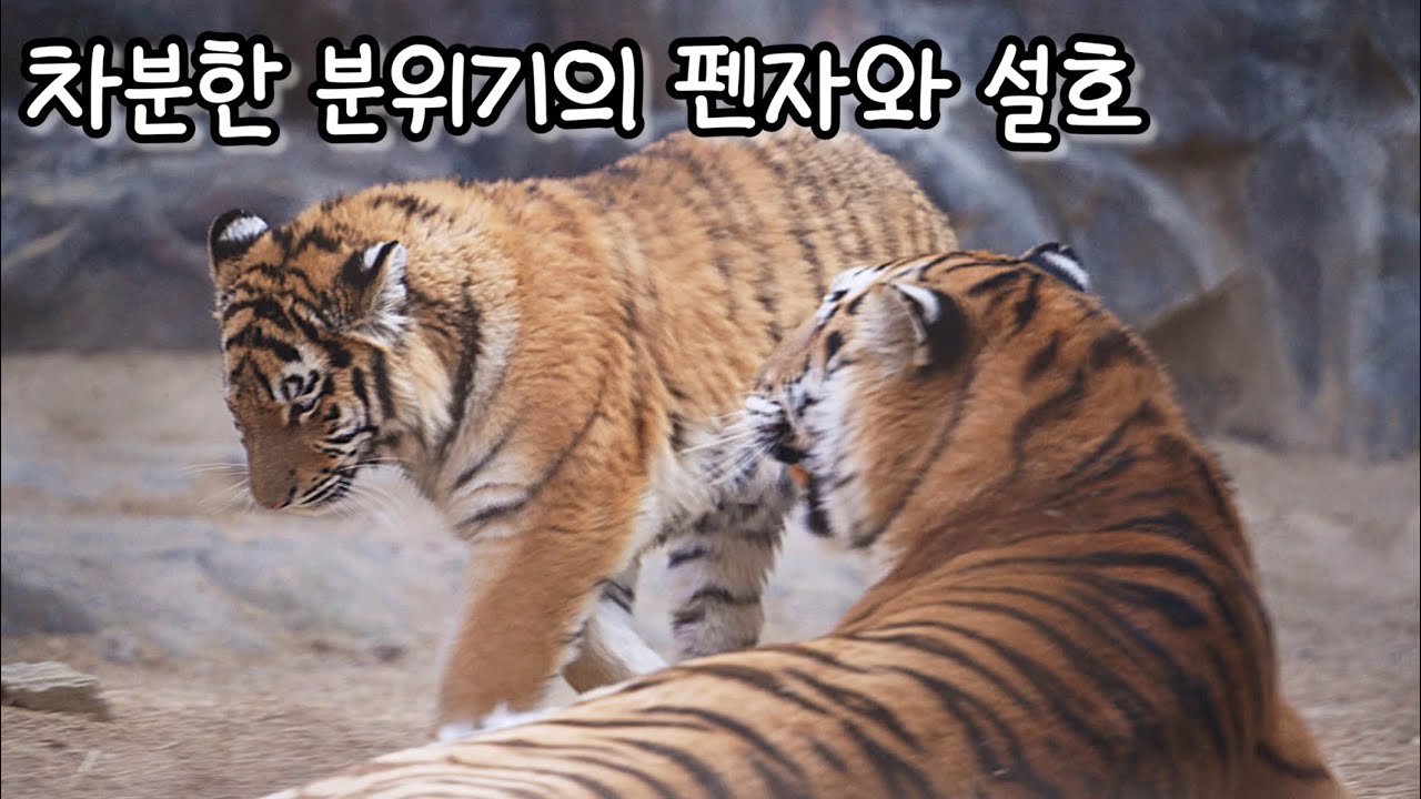차분한 설호와 펜자 (큰딸 미호 호별로 떠난 2일후) 260220 #설호 #펜자 #서울대공원 #Amurtiger