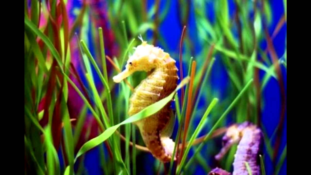 (Geckoyamori Reupload) Toxic Seahorse (Genesis Cover)