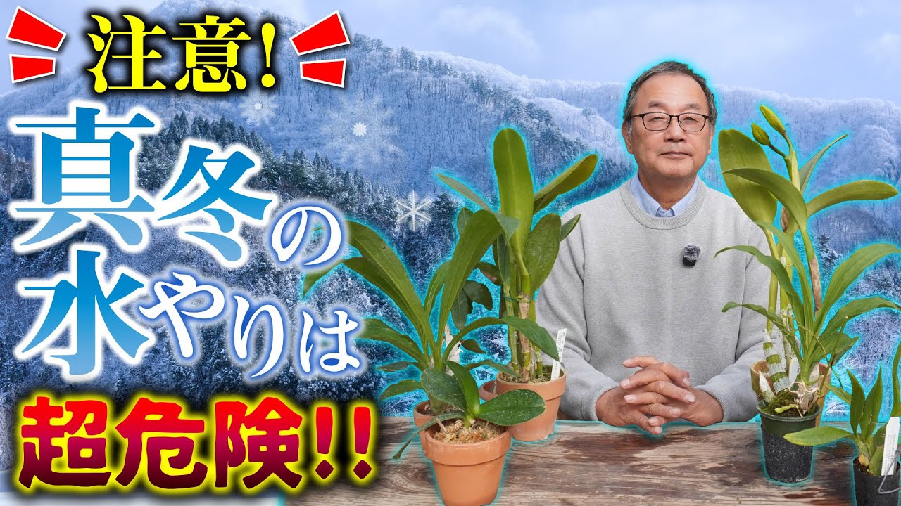 【洋蘭】冬の水やりは注意！やってはいけないNG習慣を徹底解説していきます！[orchid]Be careful when watering in winter!@seedpot368  #sheath