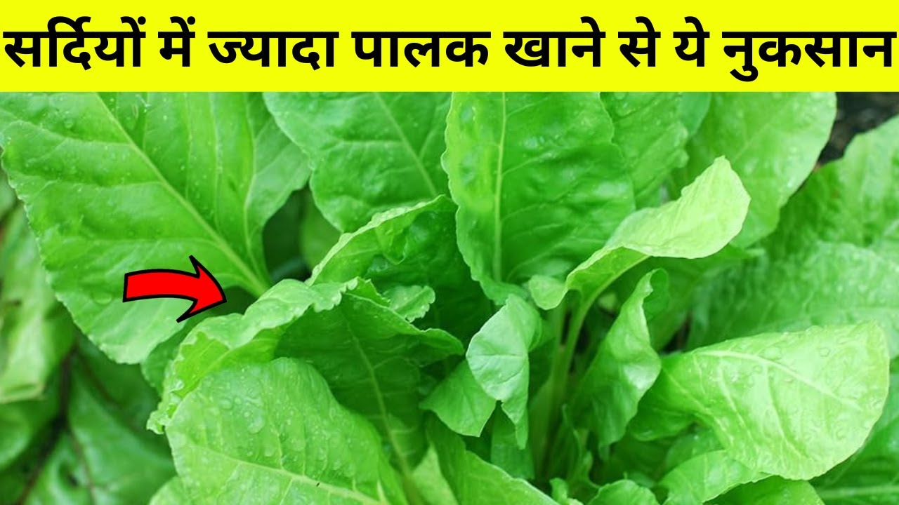 हमें रात में पालक क्यों नहीं खाना चाहिए? | palak khane ke fayde aur nuksan | Spinach Health Benefits