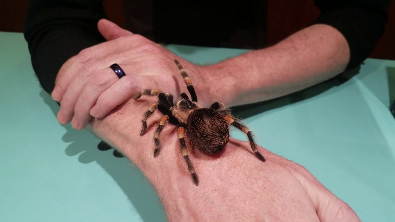 Mexican Red Knee Tarantula (Brachypelma smithi)