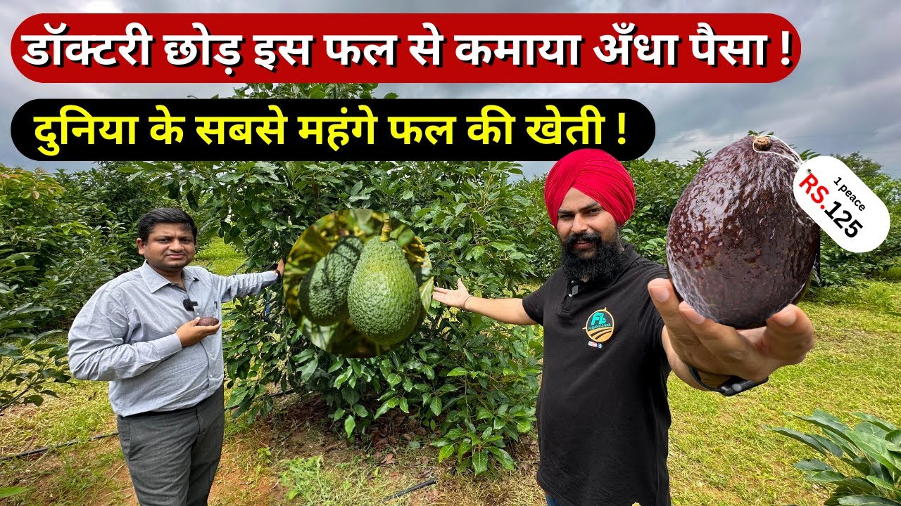 एवोकैडो (Avocado) की खेती का आधुनिक तरीका! 🥑 Hass Avocado Fruit Farming in India: Full Guide.