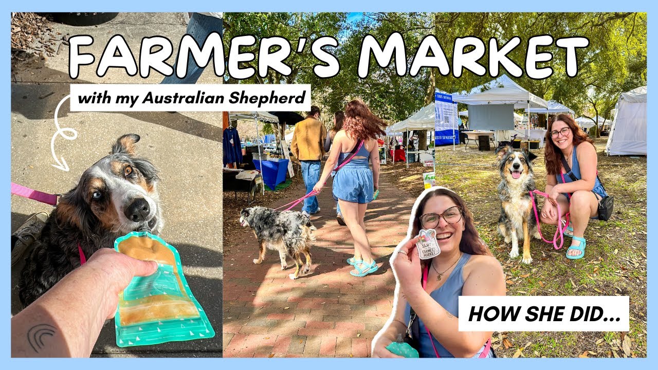 Taking My Australian Shepherd to a Farmer's Market: heel work, pulling, jumping, & reactivity
